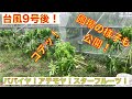 【台風9号被害③】パパイヤ・アテモヤ ・スターフルーツの様子を公開！！