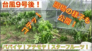 【台風9号被害③】パパイヤ・アテモヤ ・スターフルーツの様子を公開！！