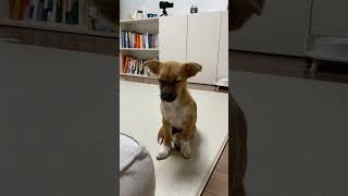 Precious Dog Falling Asleep While Standing