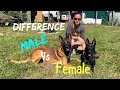 Dog difference male vs female dogfunny smartdog doglife