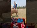 Sitting #on a buffalo #