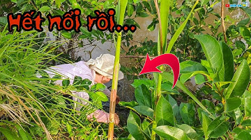 Cắm câu cá trê to quá lôi lên không nổi ai ngờ đâu là vậy | fishing