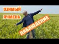 Озимый ячмень | Наблюдаем