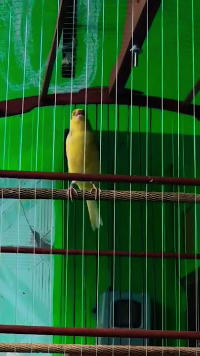 Story 30 detik kenari gacor panjang SUARA ISTIMEWA