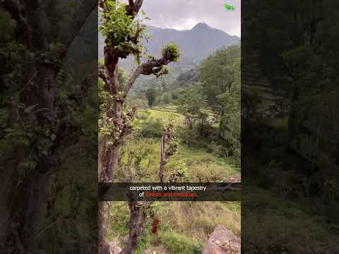 Video: Ekologická revize řady Sonya řady Himalájí