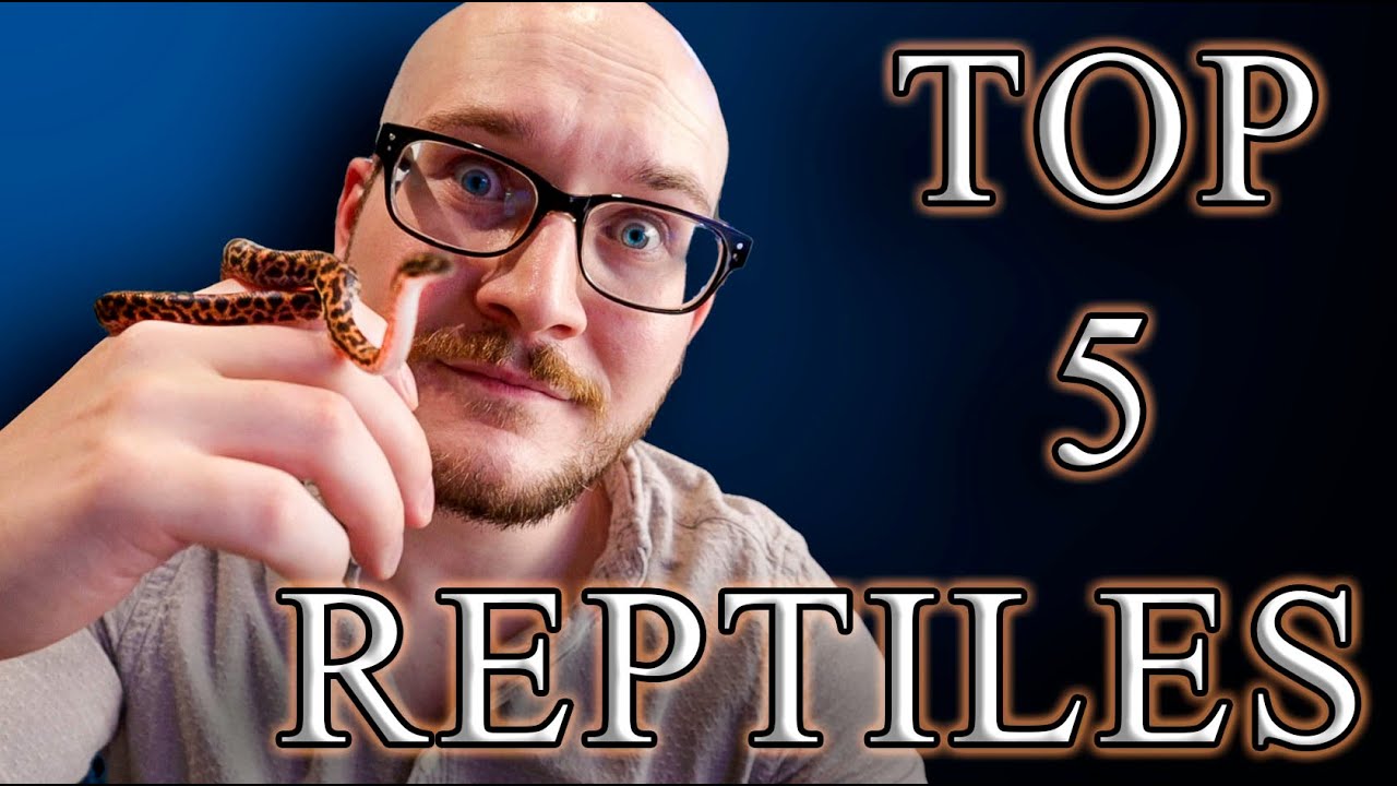 Top 5 Unique Beginner Reptiles That You Didn't Know Were Beginner