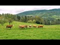 Letting the Heifers Out | Start of Grazing Season