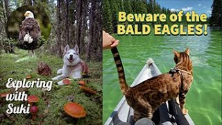 Beware of the BALD EAGLES! Classic shenanigans with an Adventure Cat. by Suki Cat 6,102 views 1 year ago 3 minutes, 51 seconds