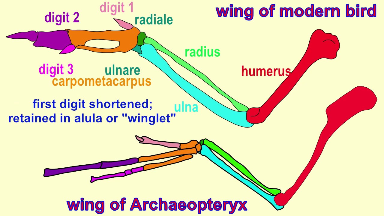 bird wing bone anatomy