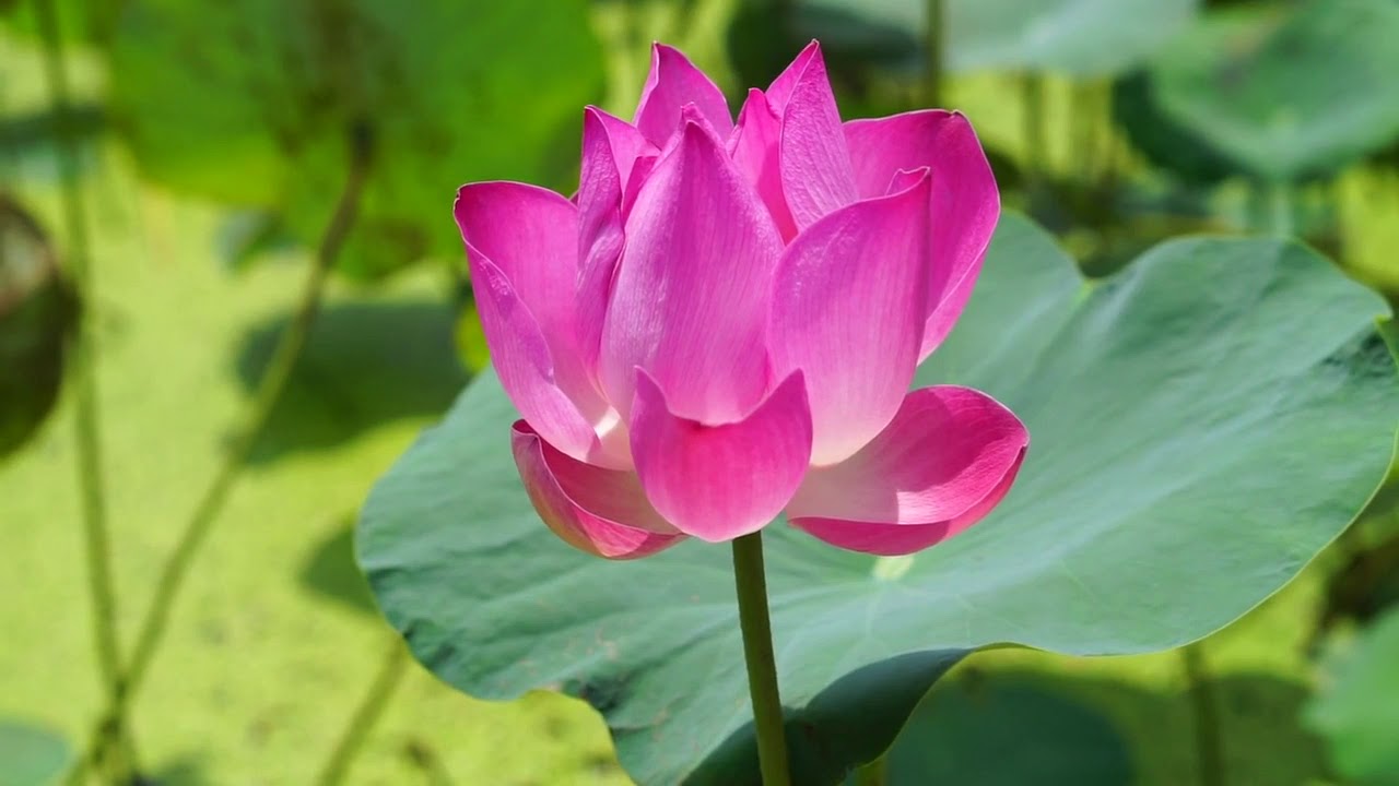 Calming music for deep relaxing - Meditation, Yoga & Sleep music/ Jasmine music