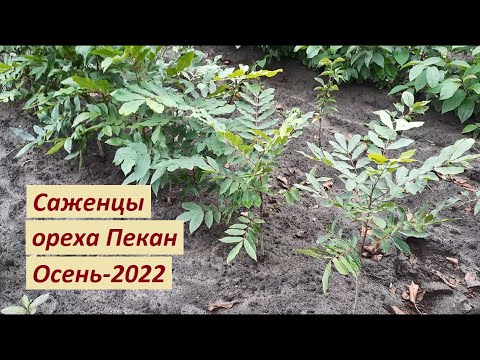 Саженцы ореха Пекан на продажу