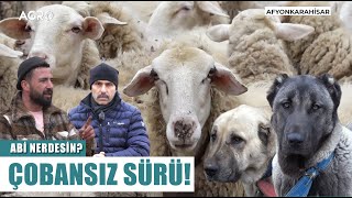 Bu Sürünün Çobanı Köpekler! İlkay Tınastepe Türkiye'nin İlk Çobansız Sürüsü | Abi Nerdesin?