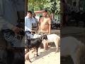 desi Bakre🐐😍 lucknow bakra mandi #shorts