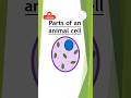 Parts of an animal cell