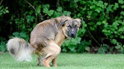 How to Stop Diarrhea in Dogs (Without a Trip to the Vet)