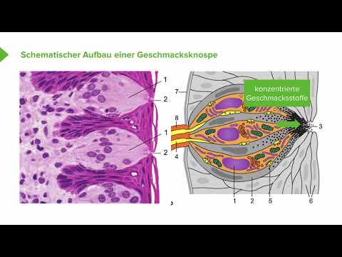 Physiologie I Sensorik: Der Geschmackssinn I Igor Besel