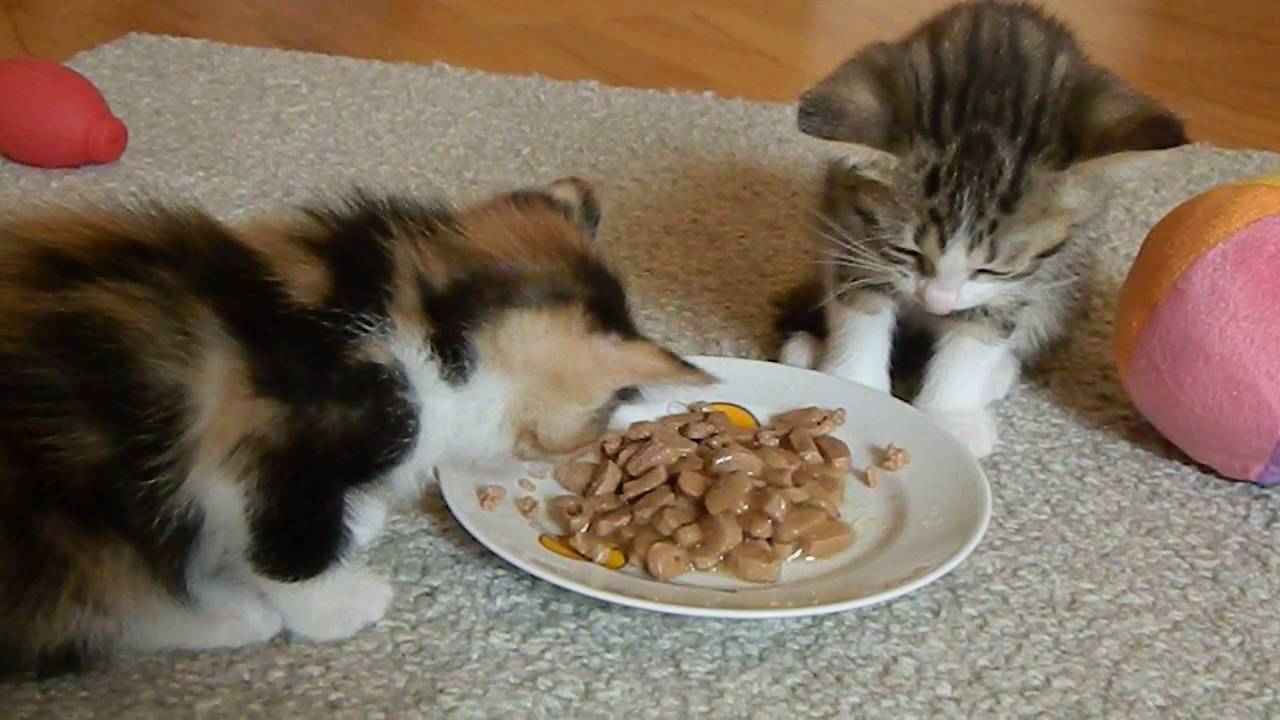 Почему кошка ест котят есть своих. Маленький котик кушает. Котенок завтракает. Что едят маленькие котята. Маленький котёнок ест корм.