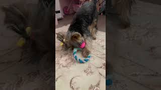 Fun and cute puppy | Fun and cute yorkshire terrier compilation | Matilda