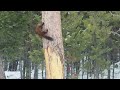 Pine marten chases red squirrel  viralhog