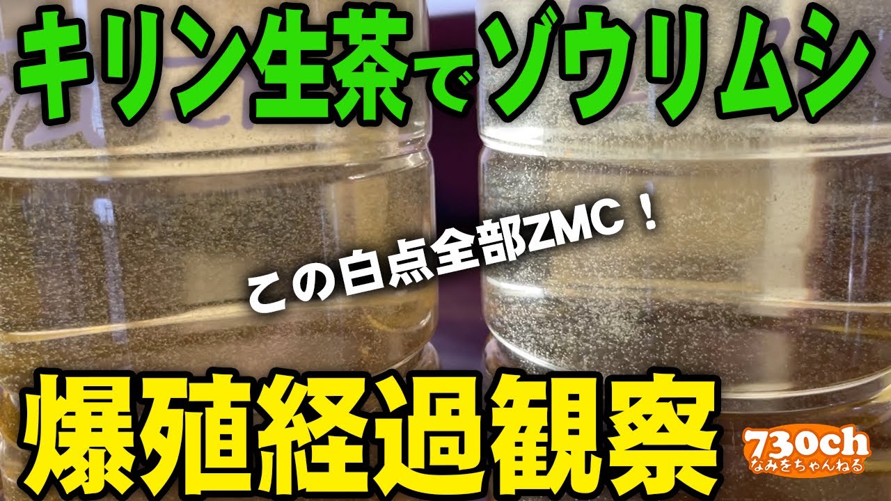 【メダカ稚魚の餌】ゾウリムシをキリン生茶で培養しました。これはすごい！【爆殖】