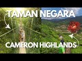 Taman negara  cameron highlands  notre tour du monde continue en malaisie 