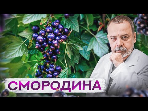 Смородина Черная Смородина Смородина Смородина Польза И Вред