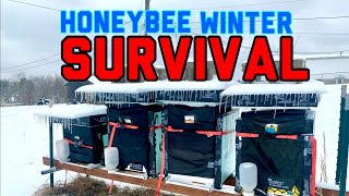 Beehive winter prep by Ryan Grady 404 views 4 months ago 9 minutes, 36 seconds