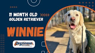 Golden Retriever, 11 m/o , 'Winnie' | Amazing Golden Retriever Obedience Training Spokane