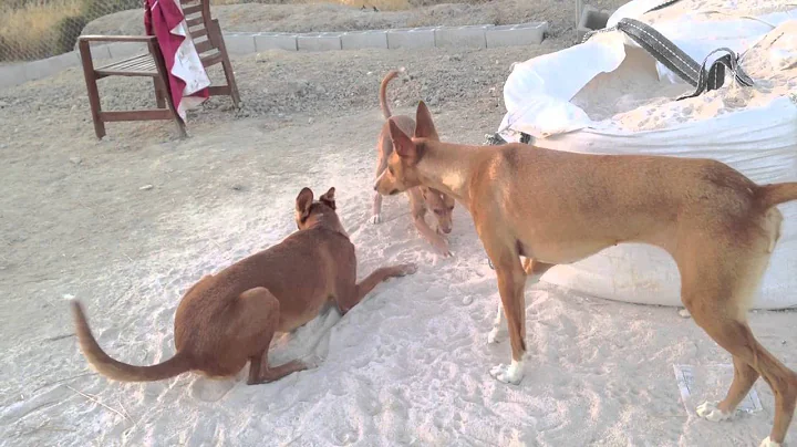 Podenco Friends - Xandra for adoption