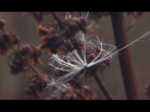 Efter brylluppet - Trailer