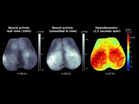 The Restless Brain: New Study Uncovers Vivid Patterns of Neural Activity in the Resting Mouse Brain