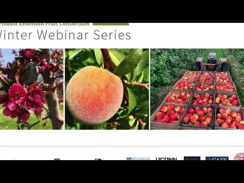 Video: Rose Curculio Damage - Lär dig om Rose Curculio Control In Gardens