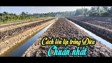 CHIA SẺ CÁCH LÊN LÍP TRỒNG DỪA 1 HÀNG VÀ 2 HÀNG SAO CHO ĐÚNG QUY CÁCH, VẤN ĐỀ NÊN LƯU Ý KHI LÊN LÍP.