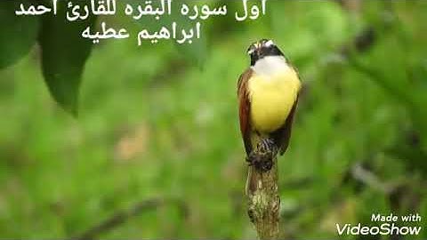 اول سوره البقره بصوت القارئ احمد ابراهيم عطيه