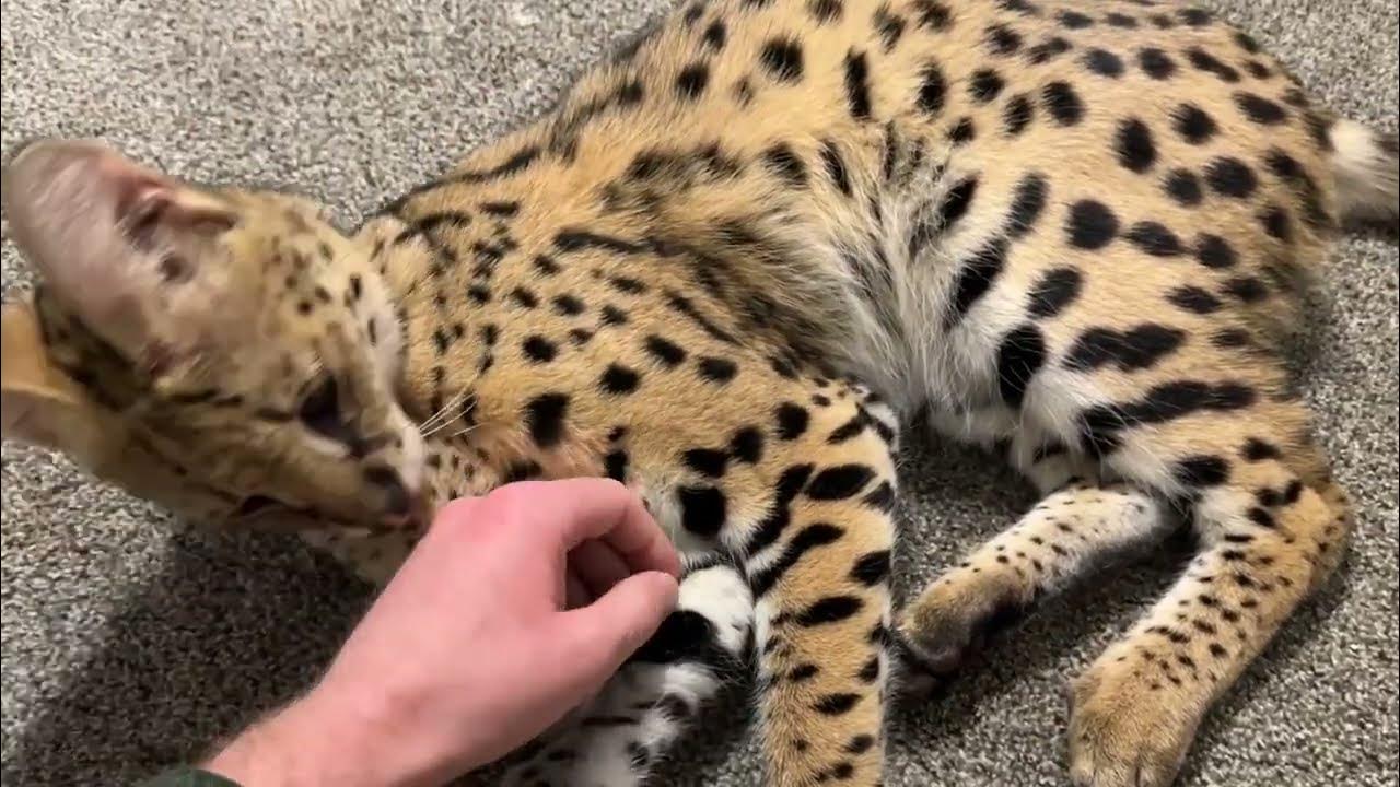 Serval Kitten Bites Hand YouTube