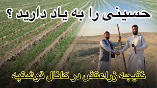 کانال قوش تپه | جمع آوری حاصلات از زمین های زراعتی حسینی در کانال قوش تپه Qosh tepa kanal #کانال