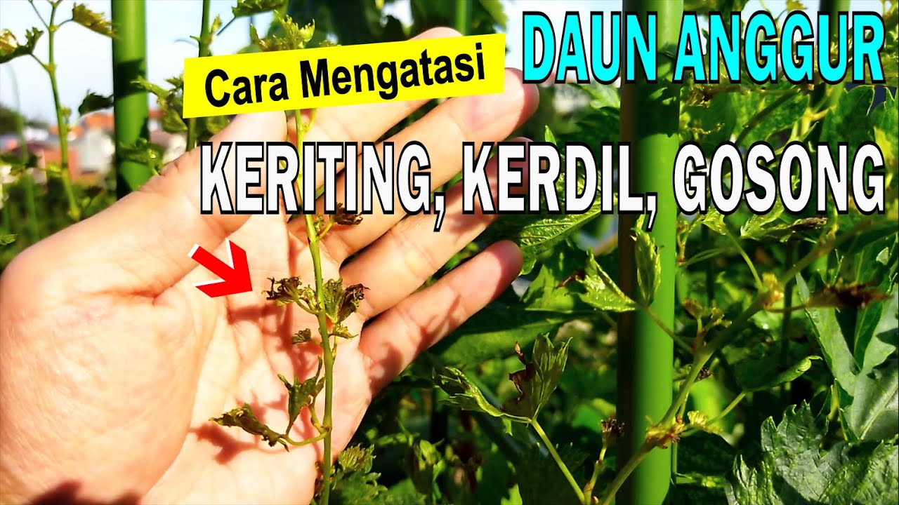 Cara Mengatasi Daun Anggur Gosong, Kerdil, Kecil, Keriting atau