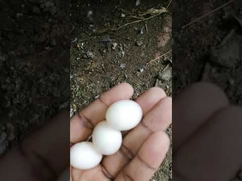 Video: ¿Las tortolitas abandonarán los huevos?