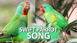 SWIFT PARROT Sounds - 432hz Sounds - Birds with the sound of water in the background. by Birds & Sounds of Nature 620 views 6 months ago 9 minutes, 7 seconds