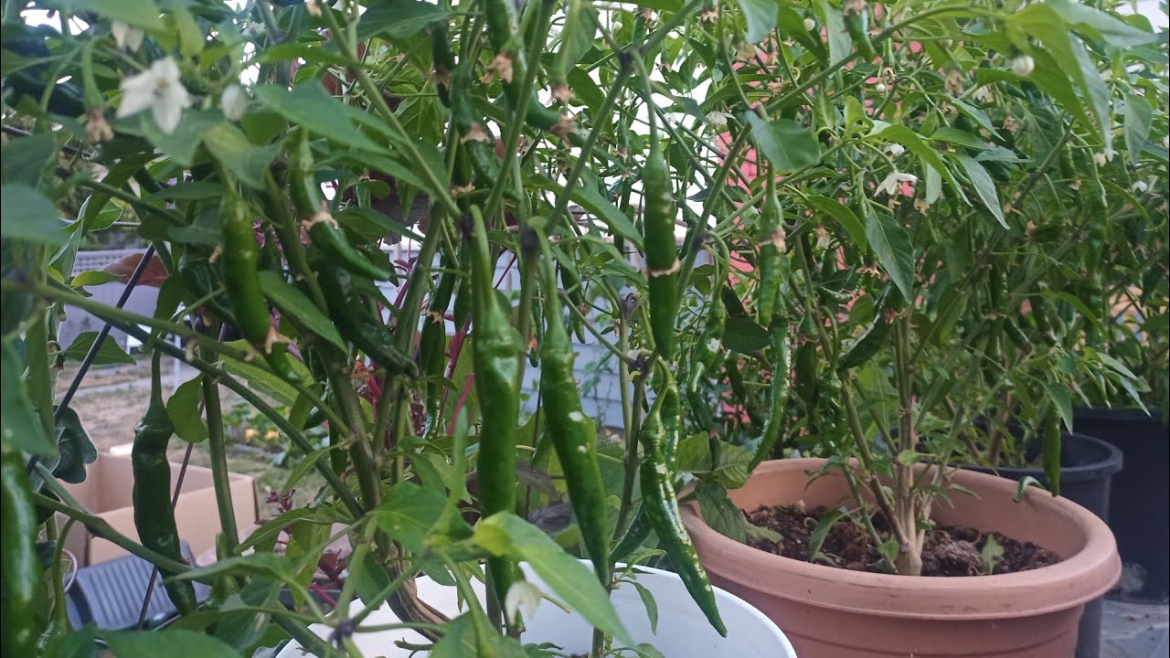 Green Chillies in my Garden! Backyard Garden! YouTube