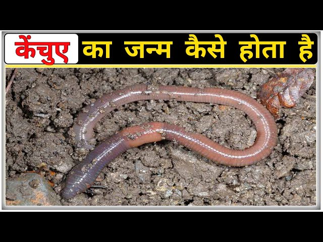 केंचुए का जन्म कैसे होता है, Earthworm life cycle video, Kachue ka janm