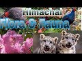 38+ Himachal Pradesh Animals Details
