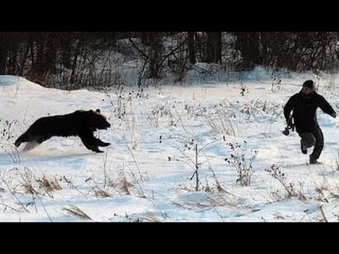 Video: Mga Sakripisyo Ng Dachshund Na Buhay At Nagse-save Ng Mga Lalaki Mula Sa Bear Attack