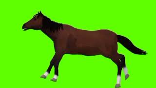Green screen Horse video | Horse running green screen