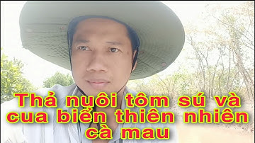 Thả nuôi tôm sú và cua biển thiên nhiên cà mau