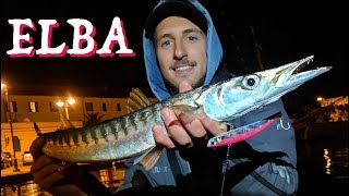 BARRACUDA, ATLANTIC BONITO AND MUCH MORE! Elba Island Inshore Fishing