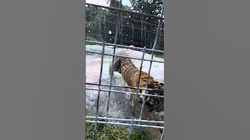 WAIT FOR IT Tiger Butt Wiggle Before POUNCE And Soak Staff 