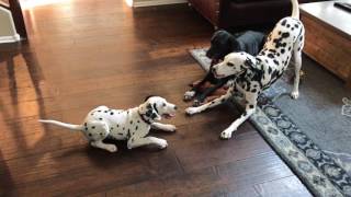 11 Week Old Dalmatian Wrestling Two Bigger Dogs