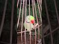 Parrot Enjoying 🦜