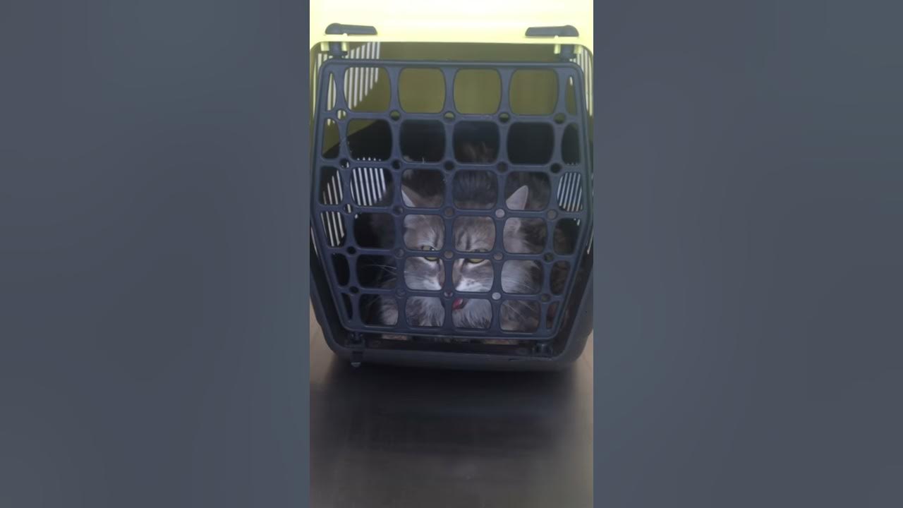 Eclampsia in a cat ( Hypocalcemia ) YouTube